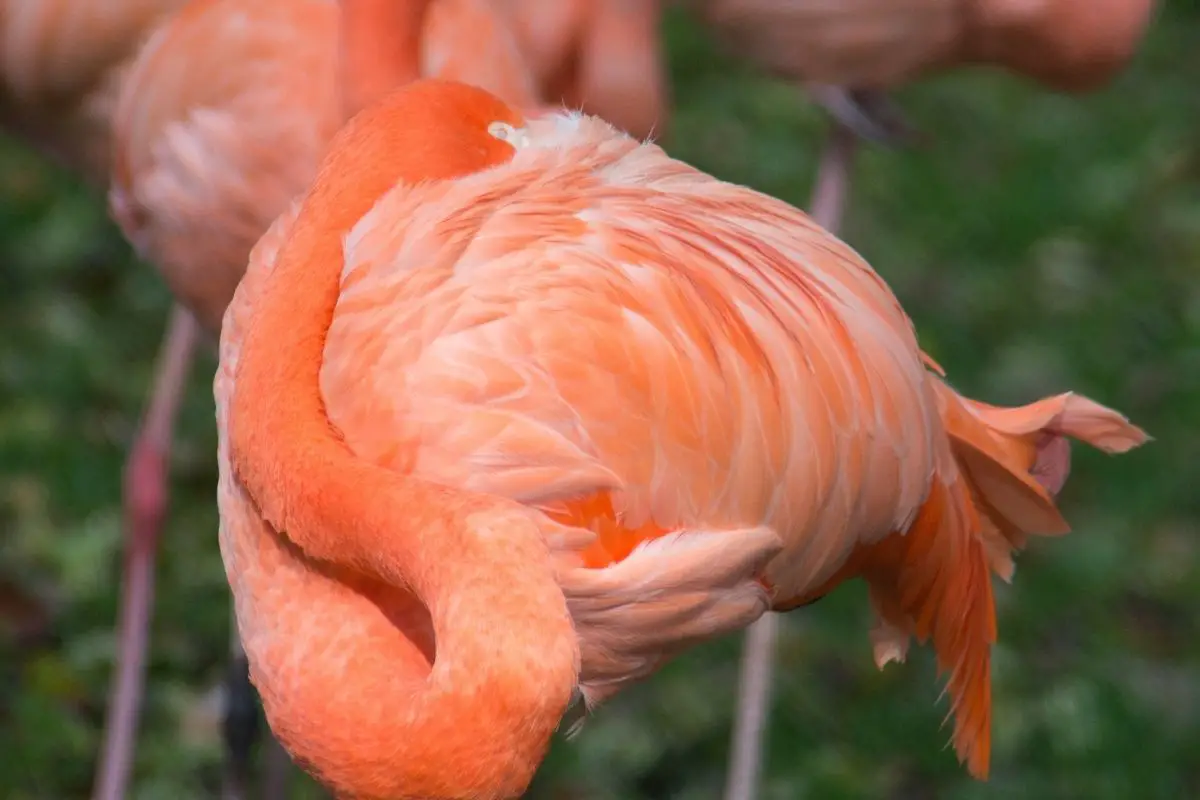 A bright orange flamingo.