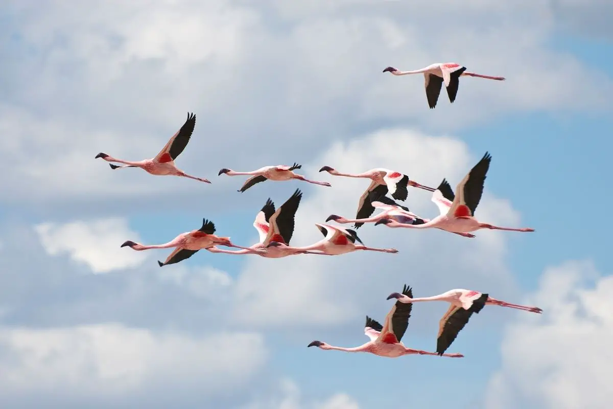 A group of flying flamingos.