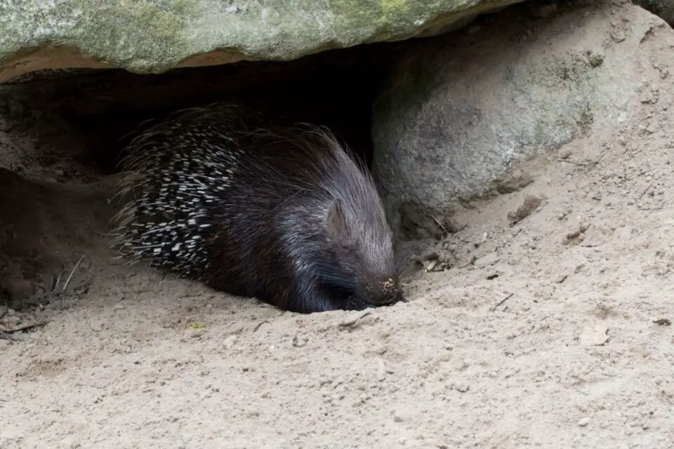 Porcupine Floating