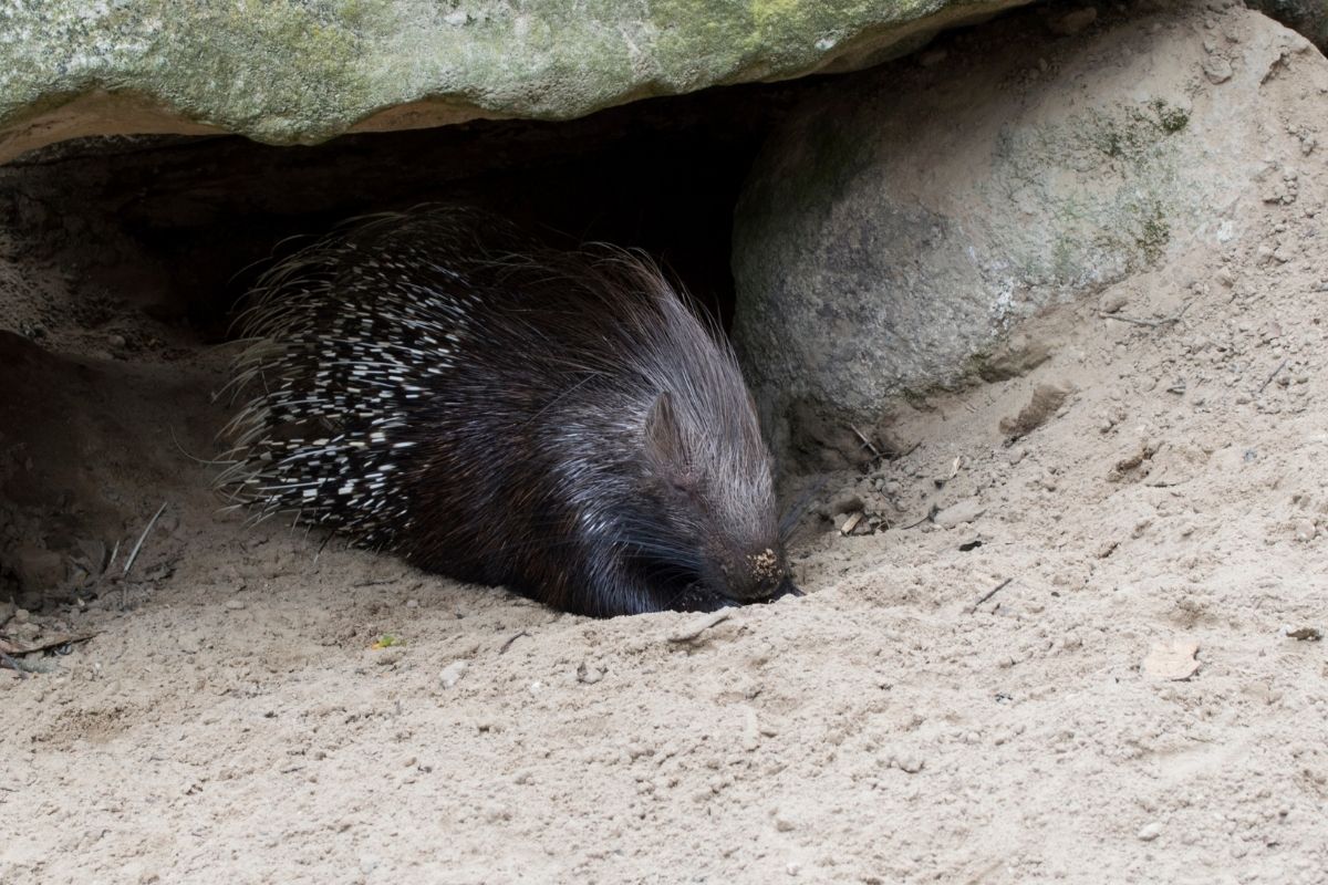 Porcupine animal resting in sand.