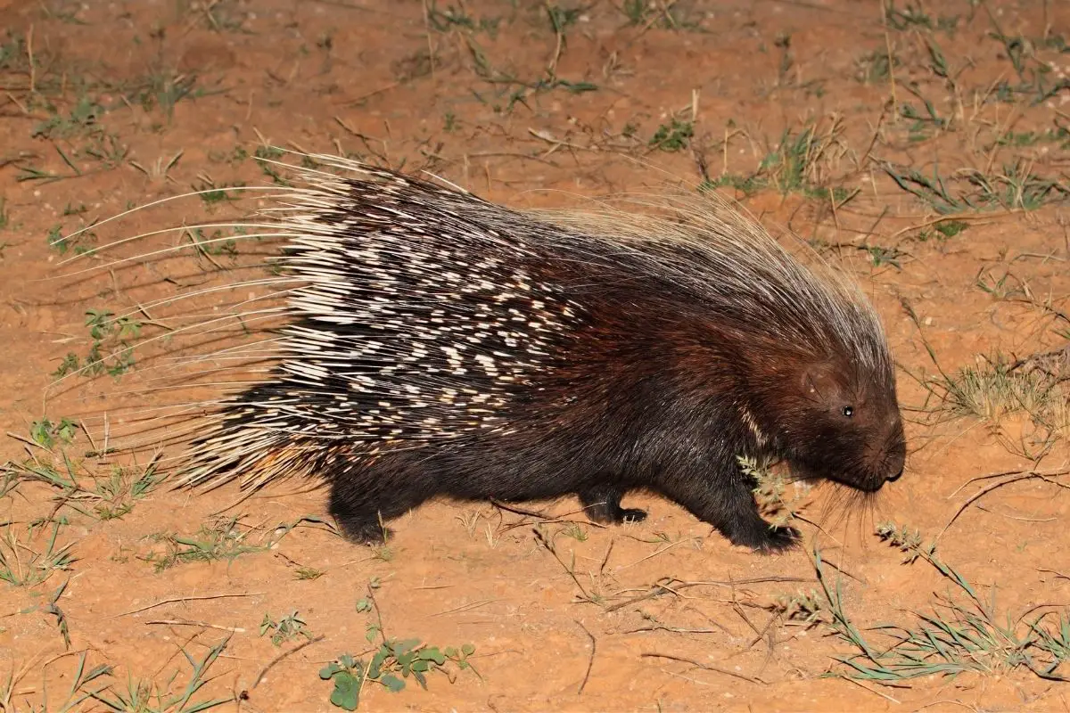 Cape porcupine in South Africa.