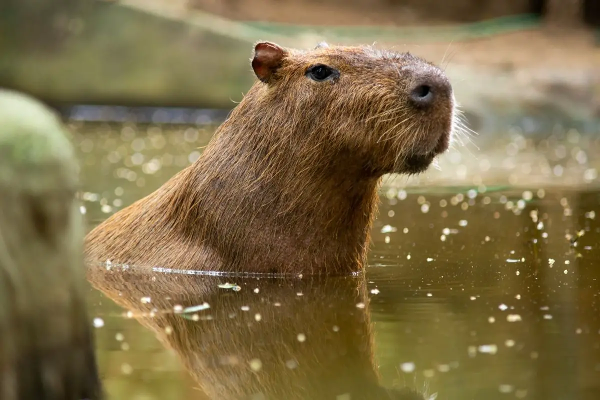 A half body of capybara submerged in water.