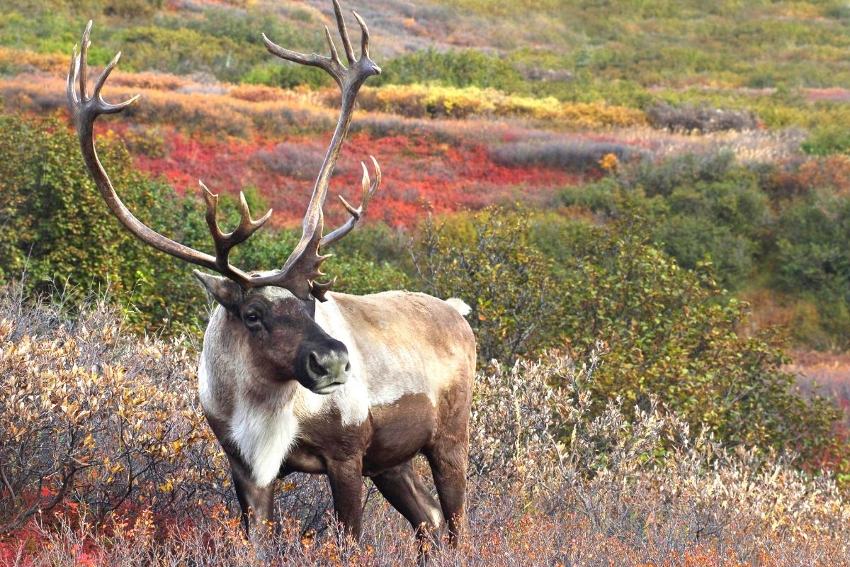 Male caribou grazing in autumn tundra.