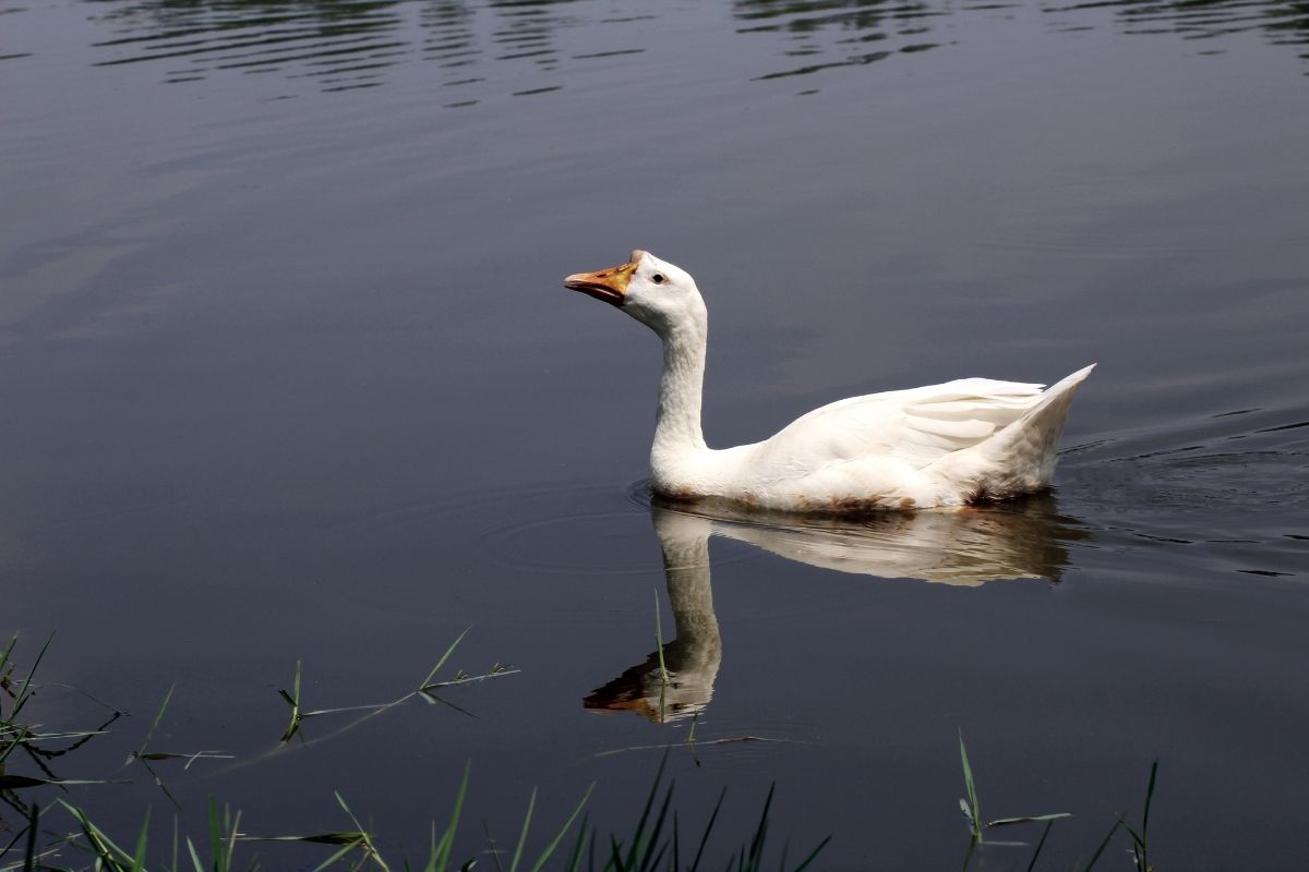 A white duck swimming in the lake.