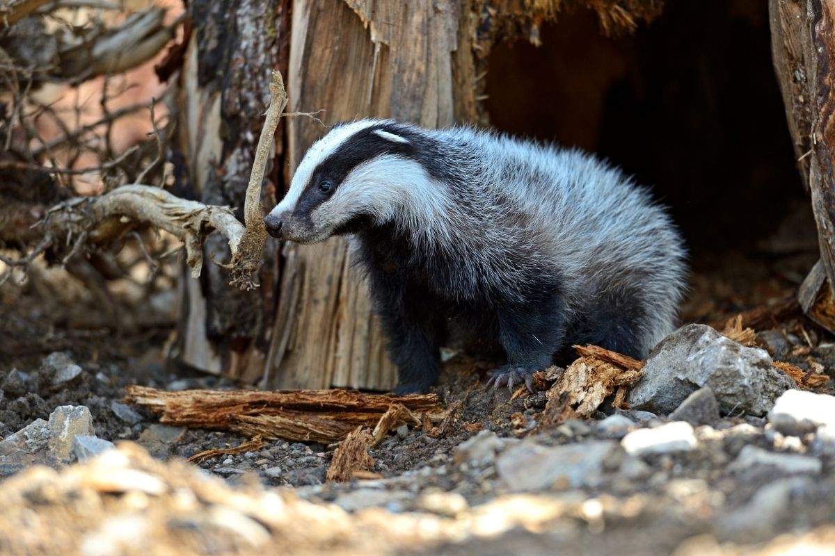 10 Different Types of Badgers - NatureNibble