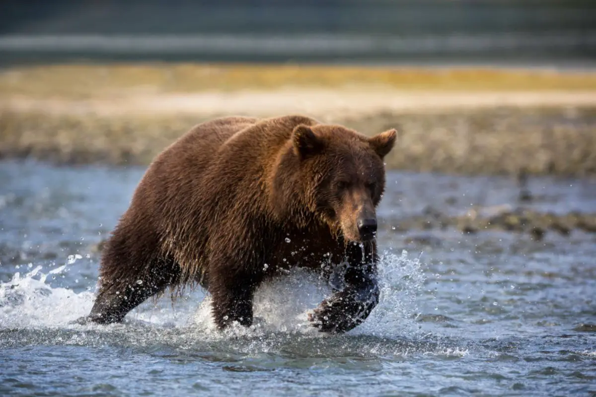 Coastal brown bear on the hunt of salmon.