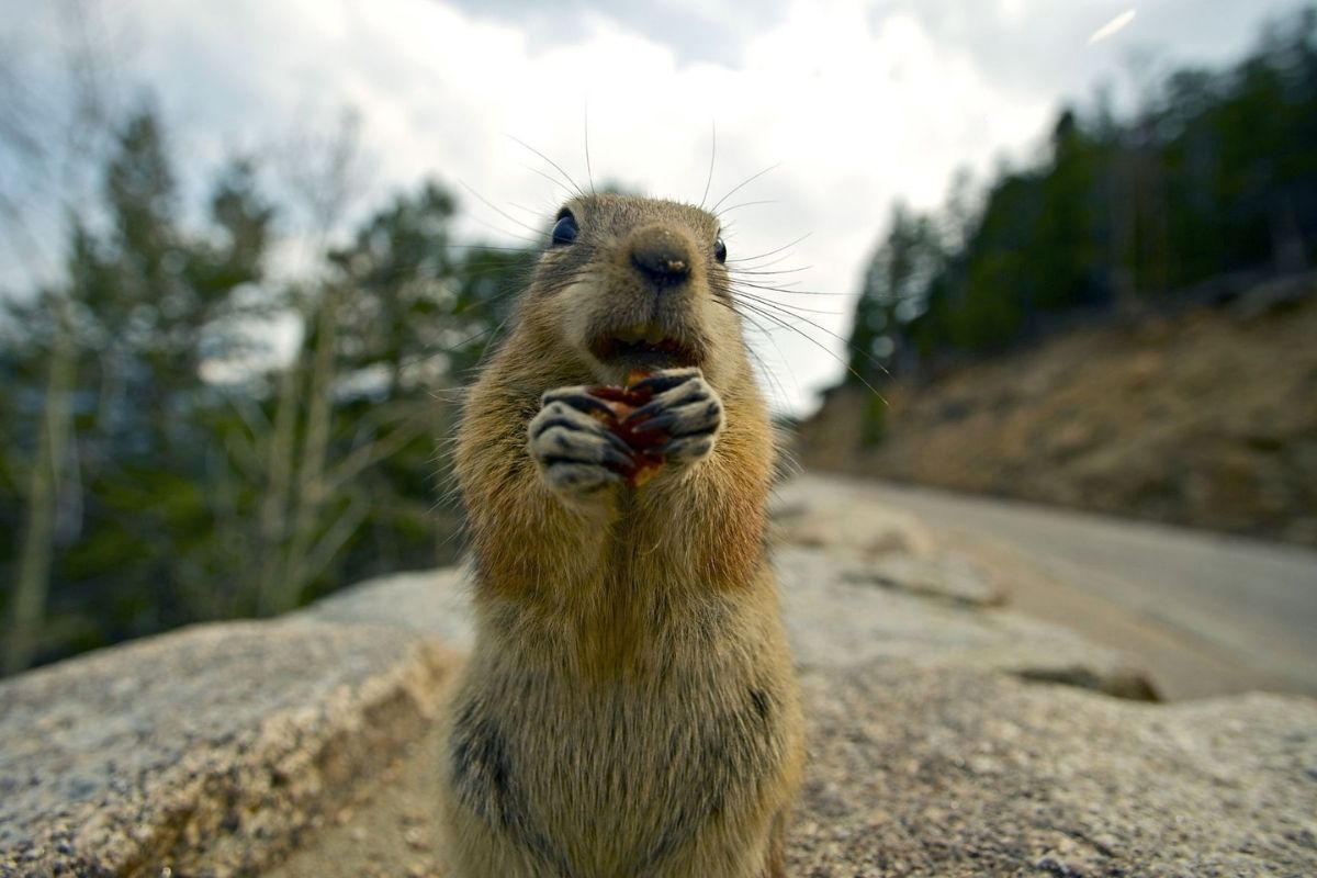 A close-up photo of a colorado chipmunk while eating nuts.