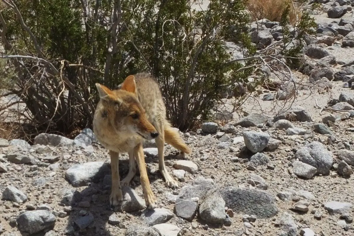 A threatened Coyote on a rocky surface.