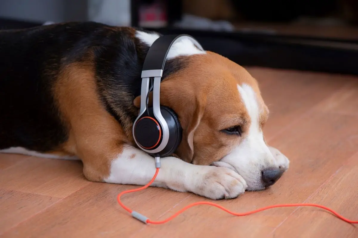 Beagle dog wearing a headphones.