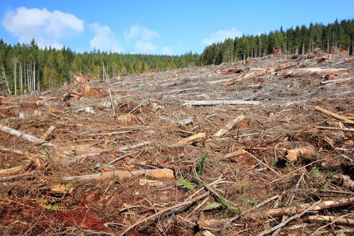 A massive clear-cut logging on Vancouver island.