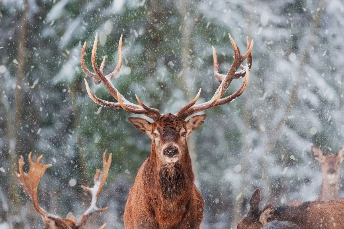 A male elk deer during winter.