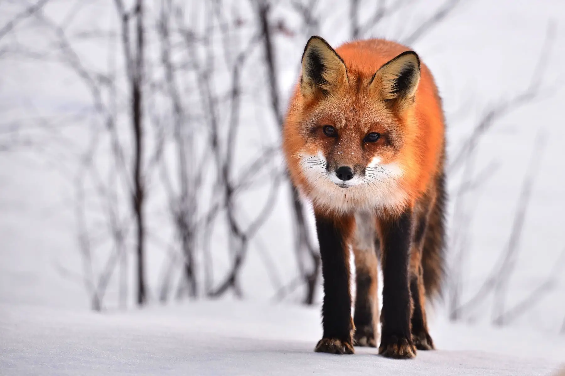 A portrait photo of fox in winter.