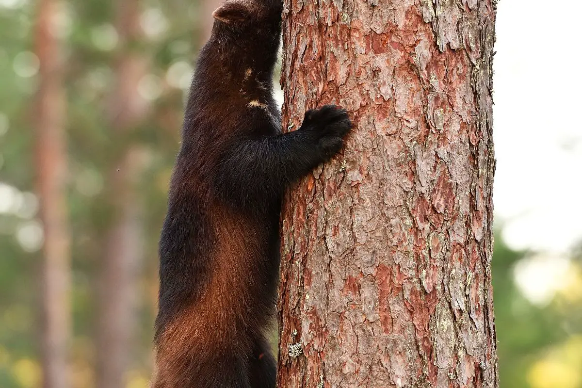 Wolverine climbing up on a tree.