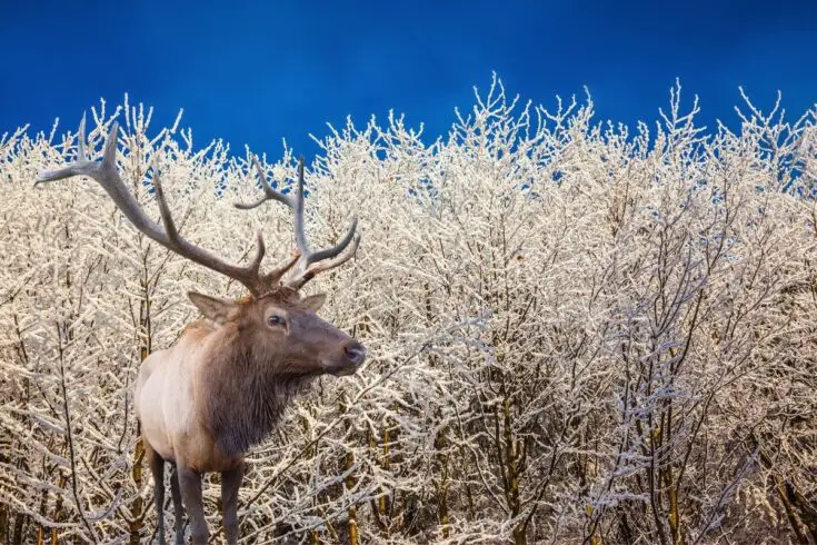 do-deer-antlers-grow-back-if-cut-off-naturenibble