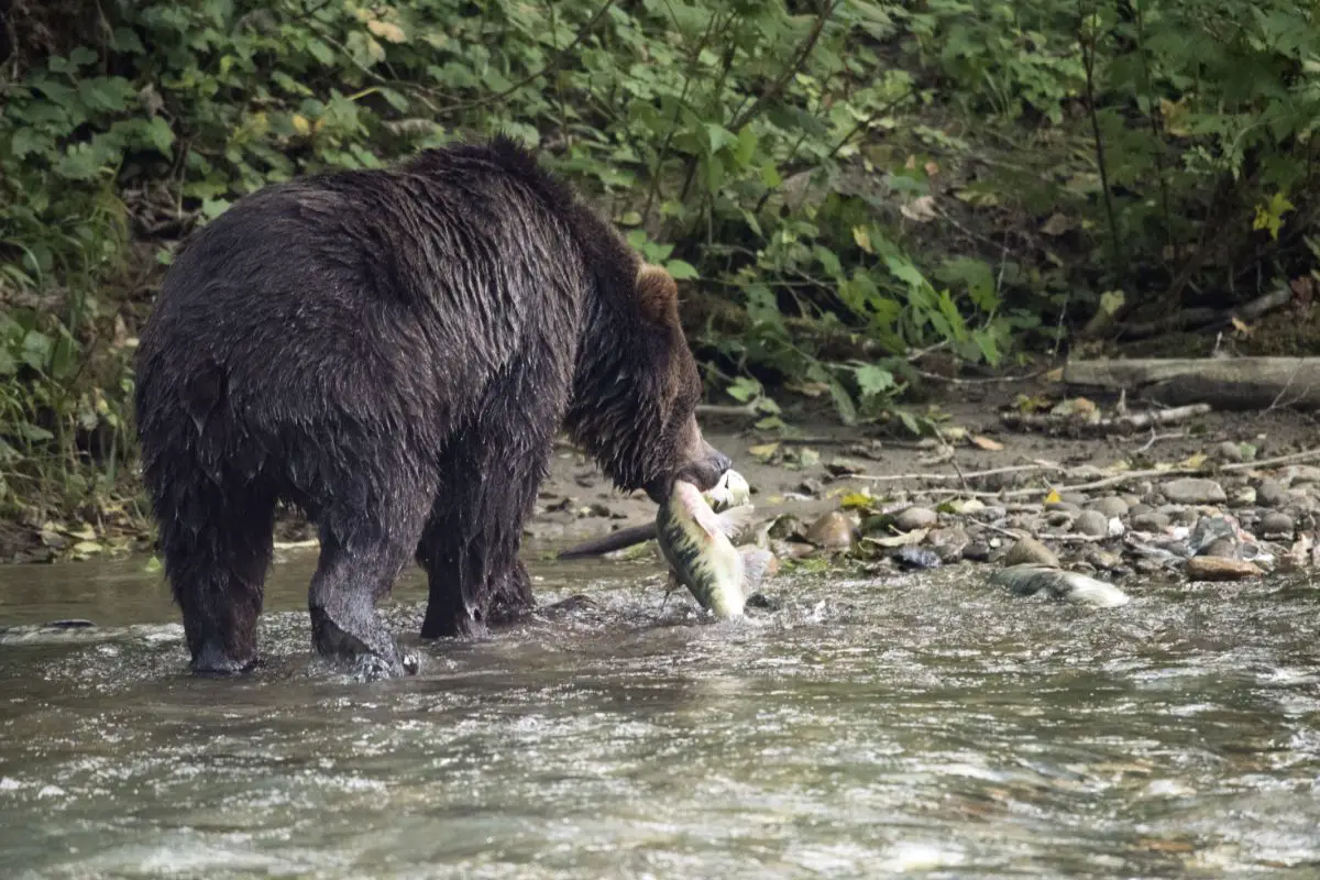 Grizzly bear captured a fish on the river.