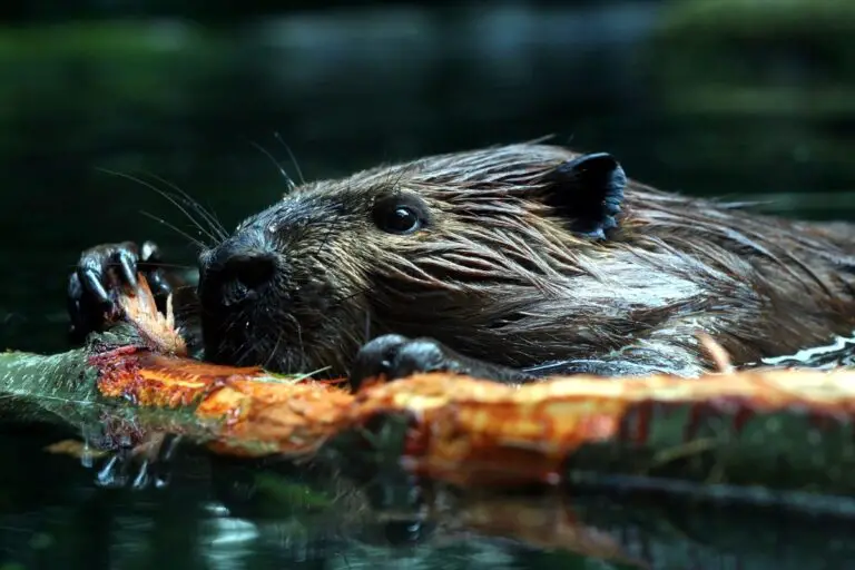 Do Otters Build Dams like Beavers? - NatureNibble