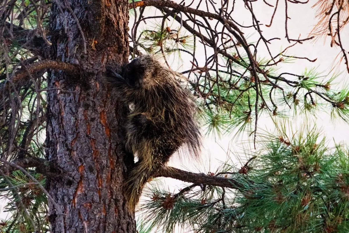 Porcupine climbing tree in the forest of Colorado.