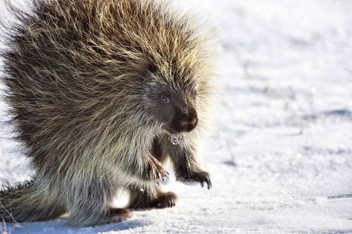 A chilling porcupine during winter.