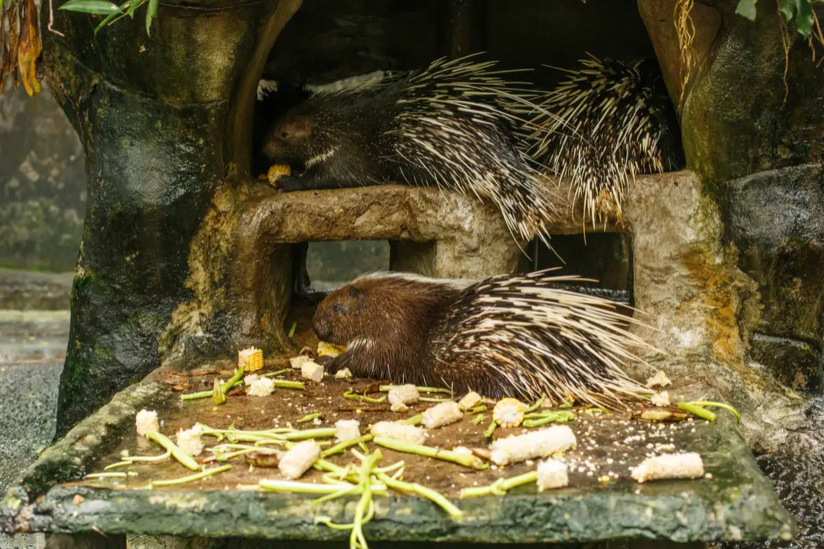 A group of porcupine rodents while eating corn.