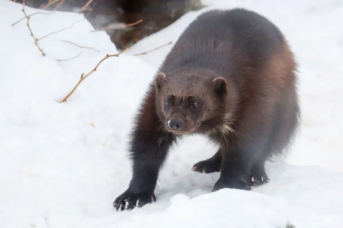 A threatened wolverine in the snowfield.