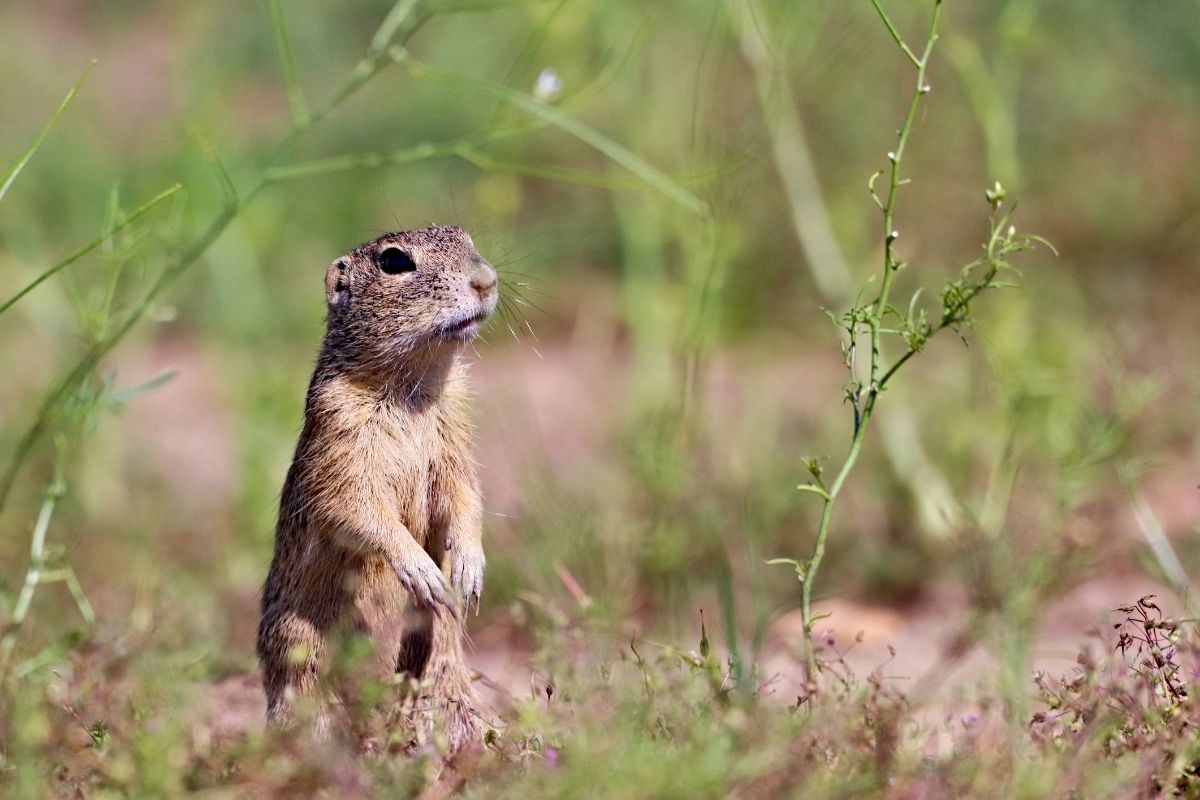 A portrait photo of a gopher.