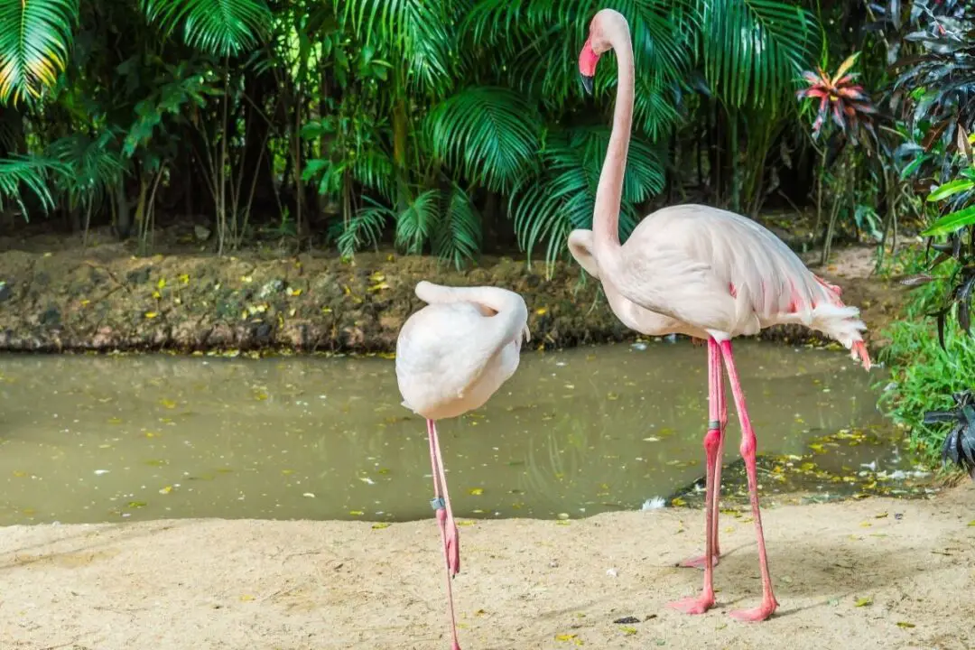 Do Flamingos Live in the Rainforest? NatureNibble