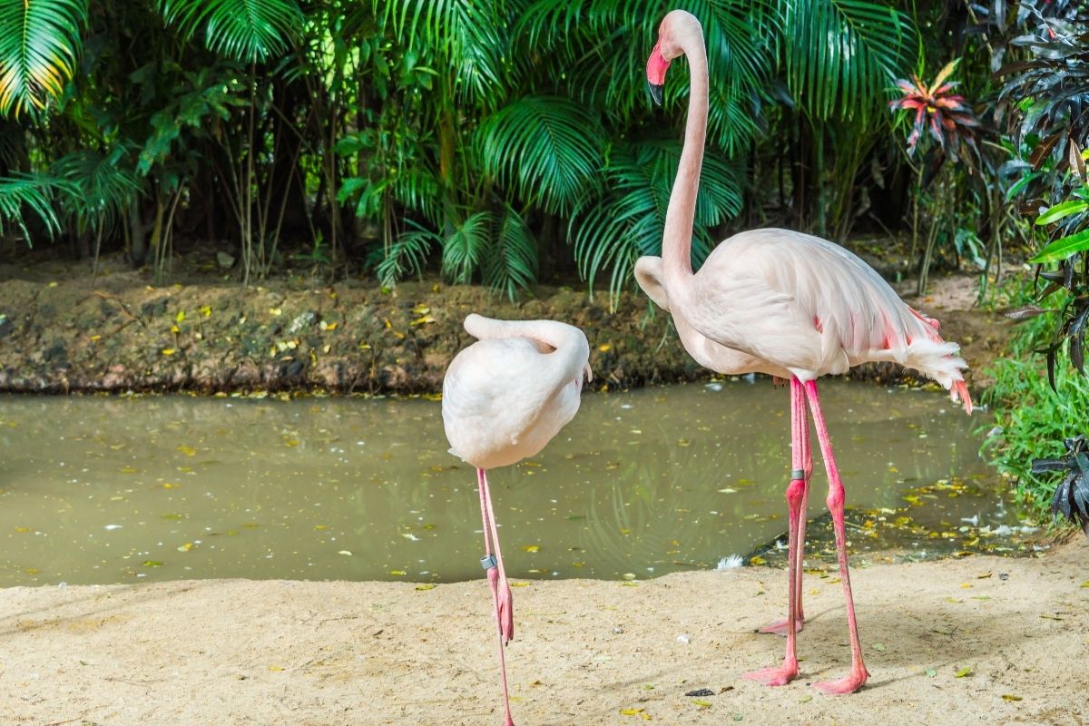 Two adult flamingos in the rainforest.