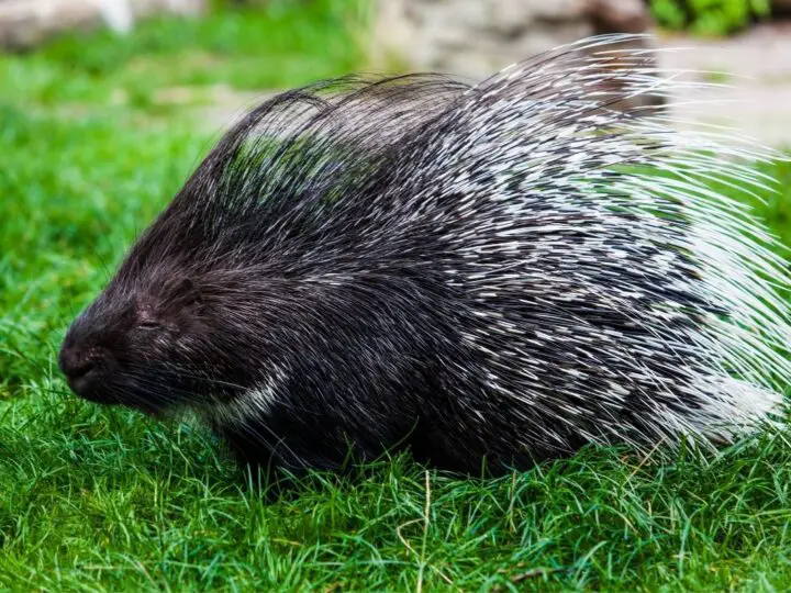 How Fast Can Porcupines Run? NatureNibble