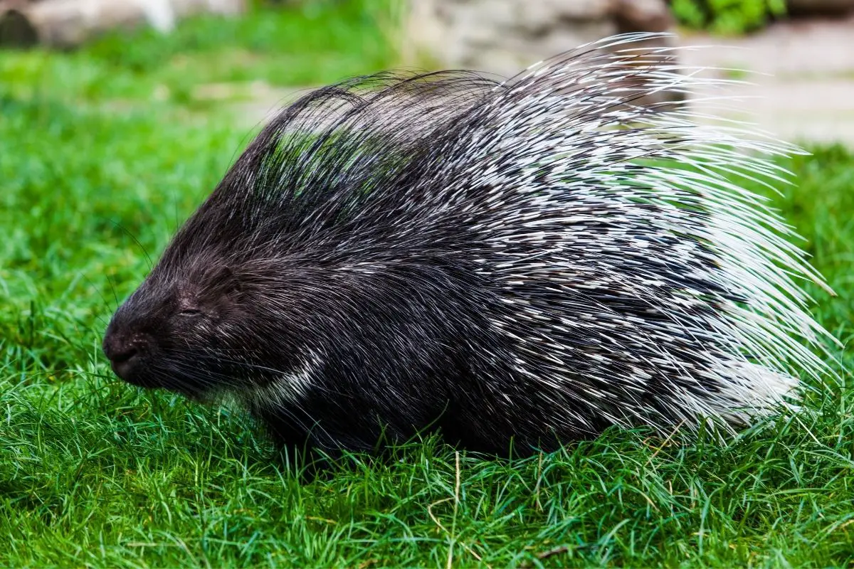 A sleepy Porcupine on a green grass.