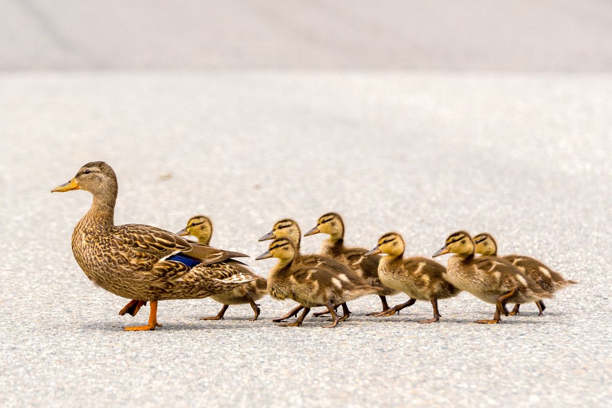 A mother duck and her ducklings.