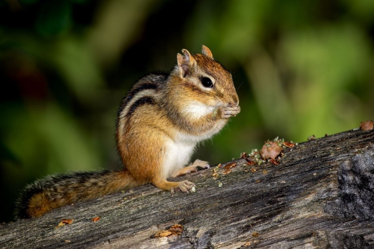 25 Different Types of Chipmunks - NatureNibble