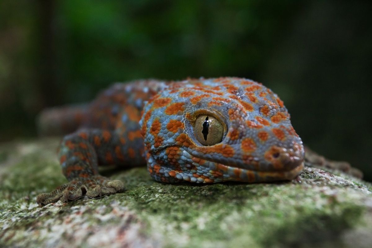A macro shot of a Gecko in a tropical jungle forest.