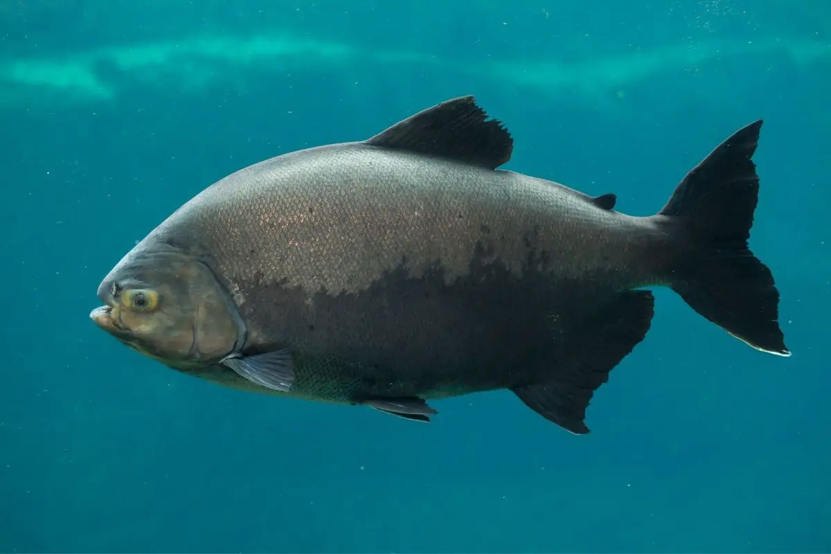 A high-quality shot of Giant Pacu in a blue ocean.