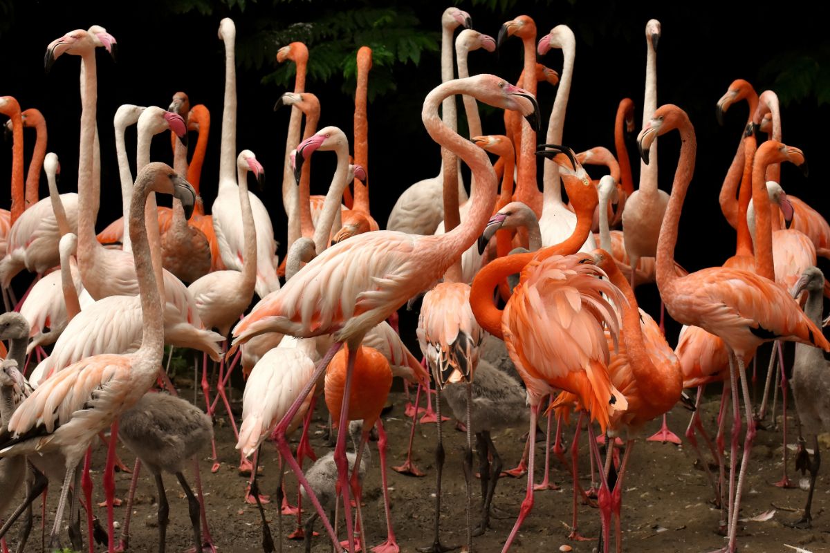 A high definition photo of group of flamingos.