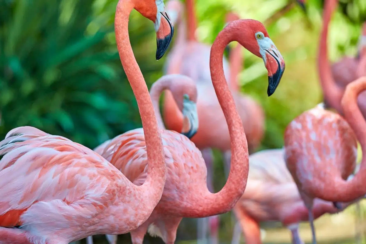 A zoomed photo of a group of pink flamingos.