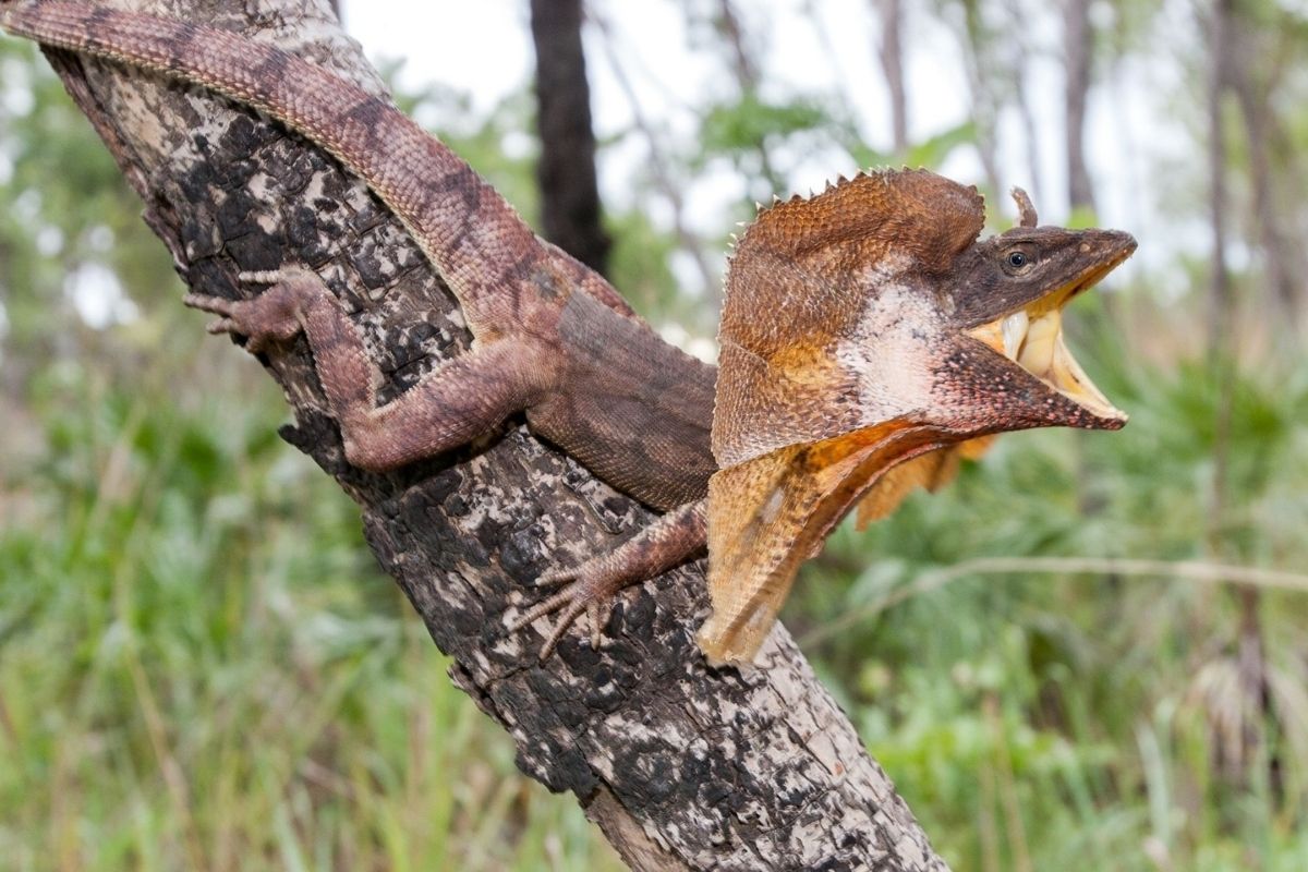 Frill necked lizard grappling on a trunk.