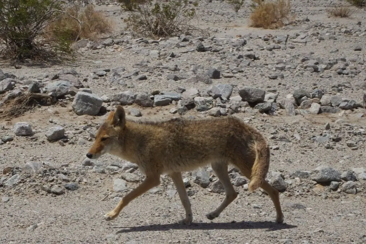 Cayote in death valley.