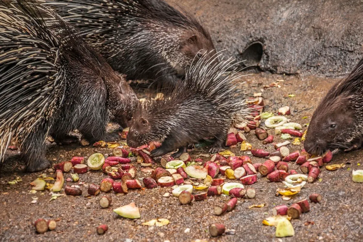 A busy Porcupine group having their food on the ground.