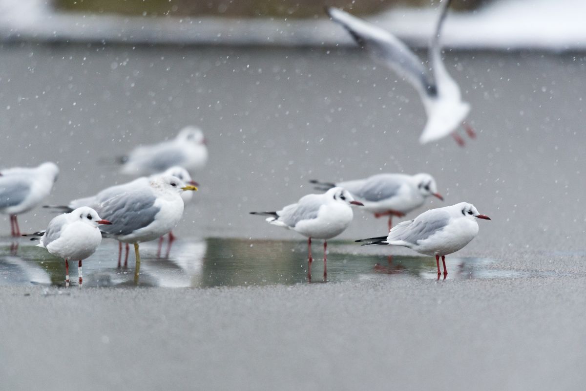 A group of Black-headed gulls in the snow.