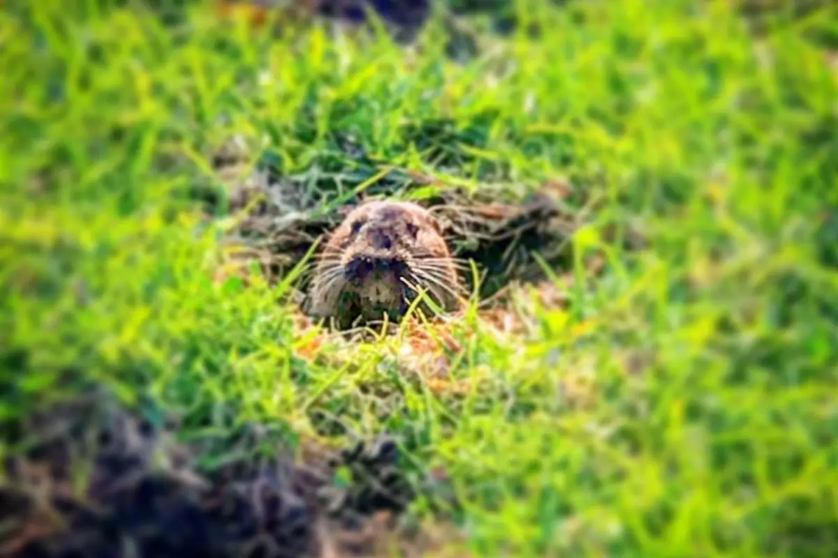 Gopher peeked its head out of the grass.