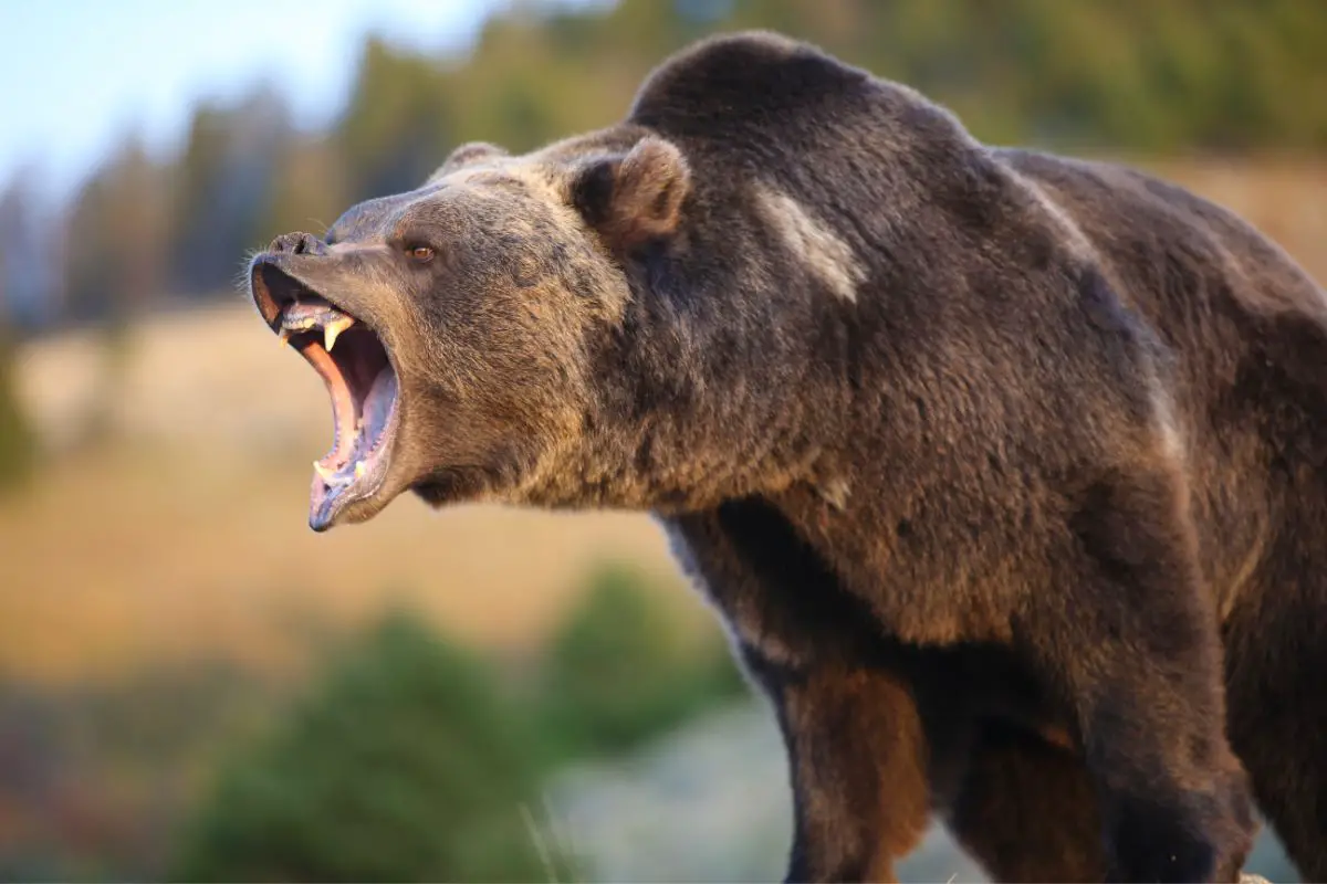 An adult north american grizzly bear growling.