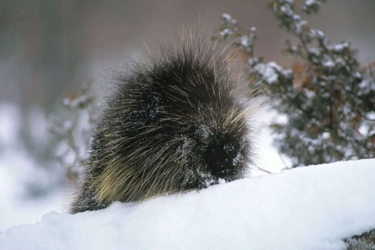 A porcupine standing on a snow covered log in winter.