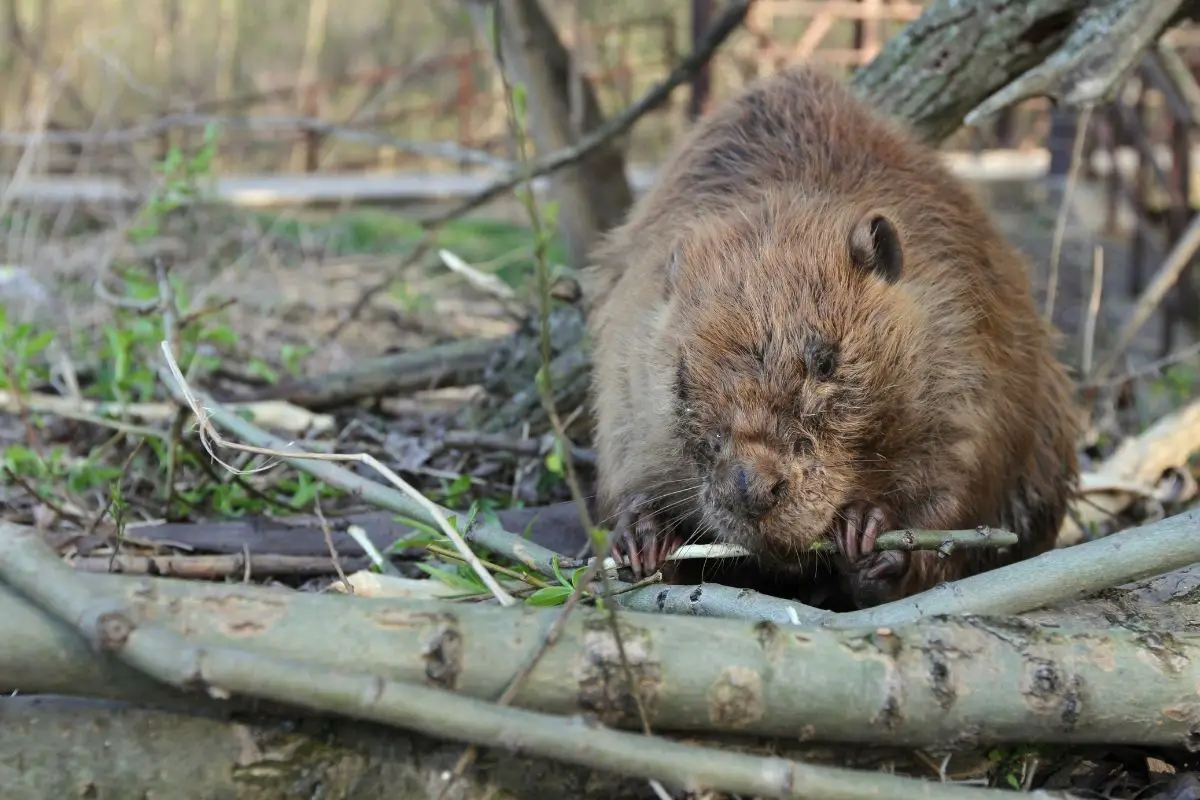 Muskrats biting a piece of bamboo shoots in the forest.