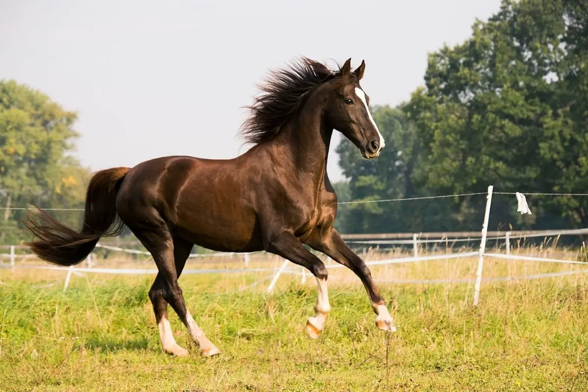 A Sporty shot of a running horse on the farm.