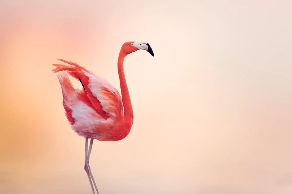 A macro shot of beautiful pink flamingo.