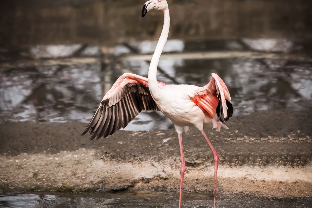 Flamingo at national zoo in bursa turkey.