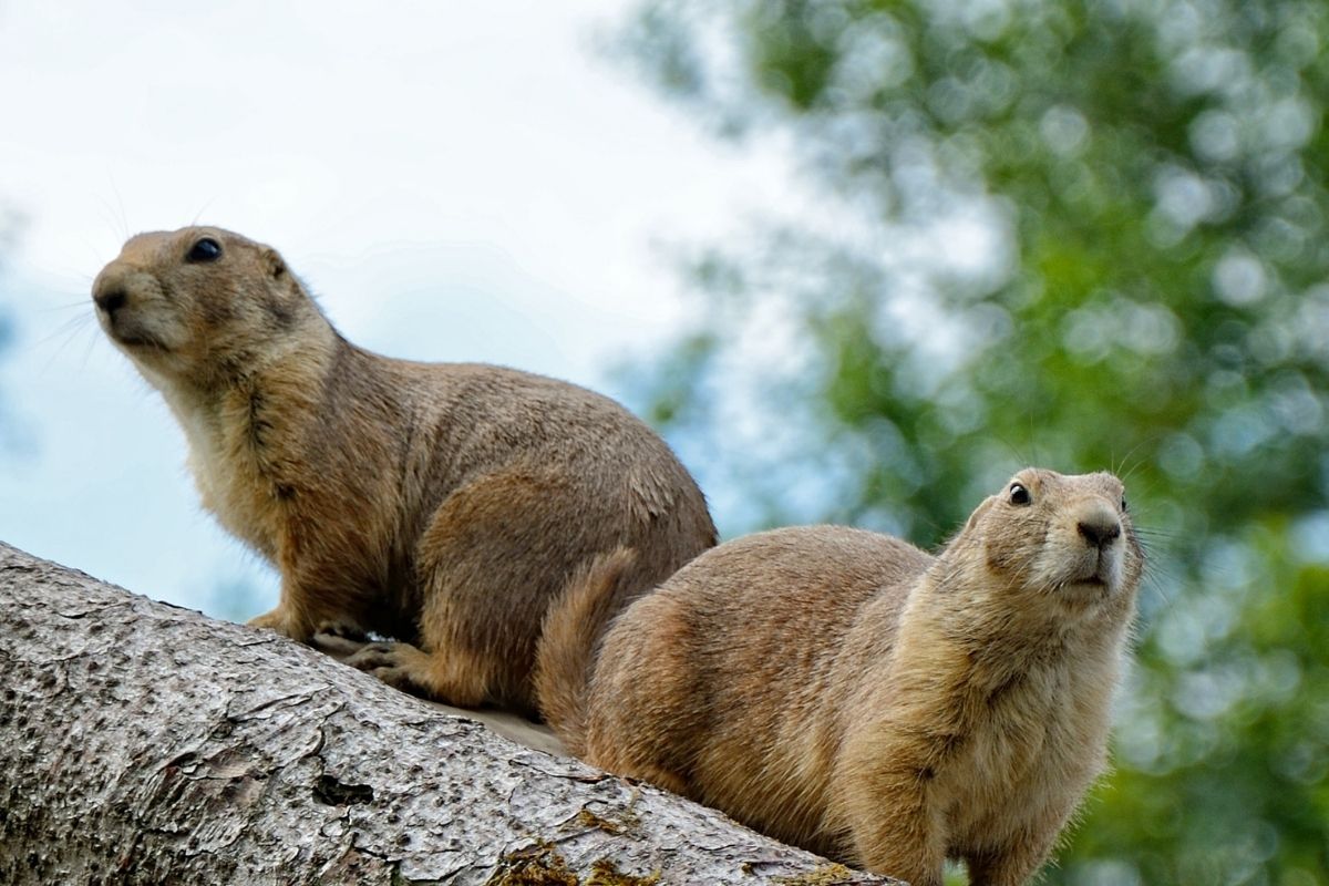 A two gophers on a tree.