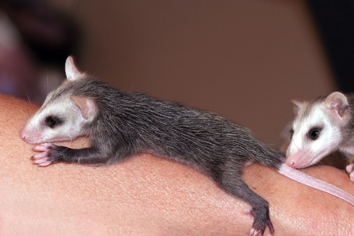Two baby possums climbing on a woman's arm.