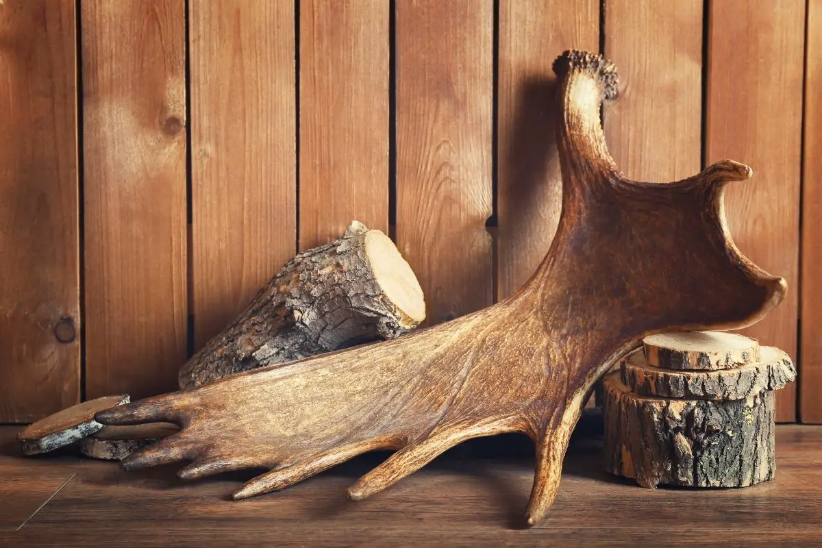 Moose antler with firewood on the wooden background.