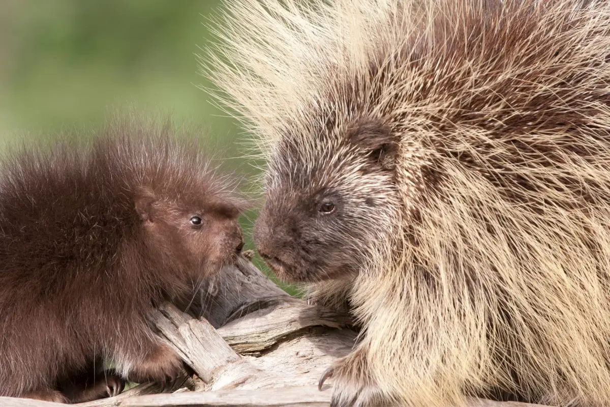 Porcupine mom and baby having their eye to eye contact.